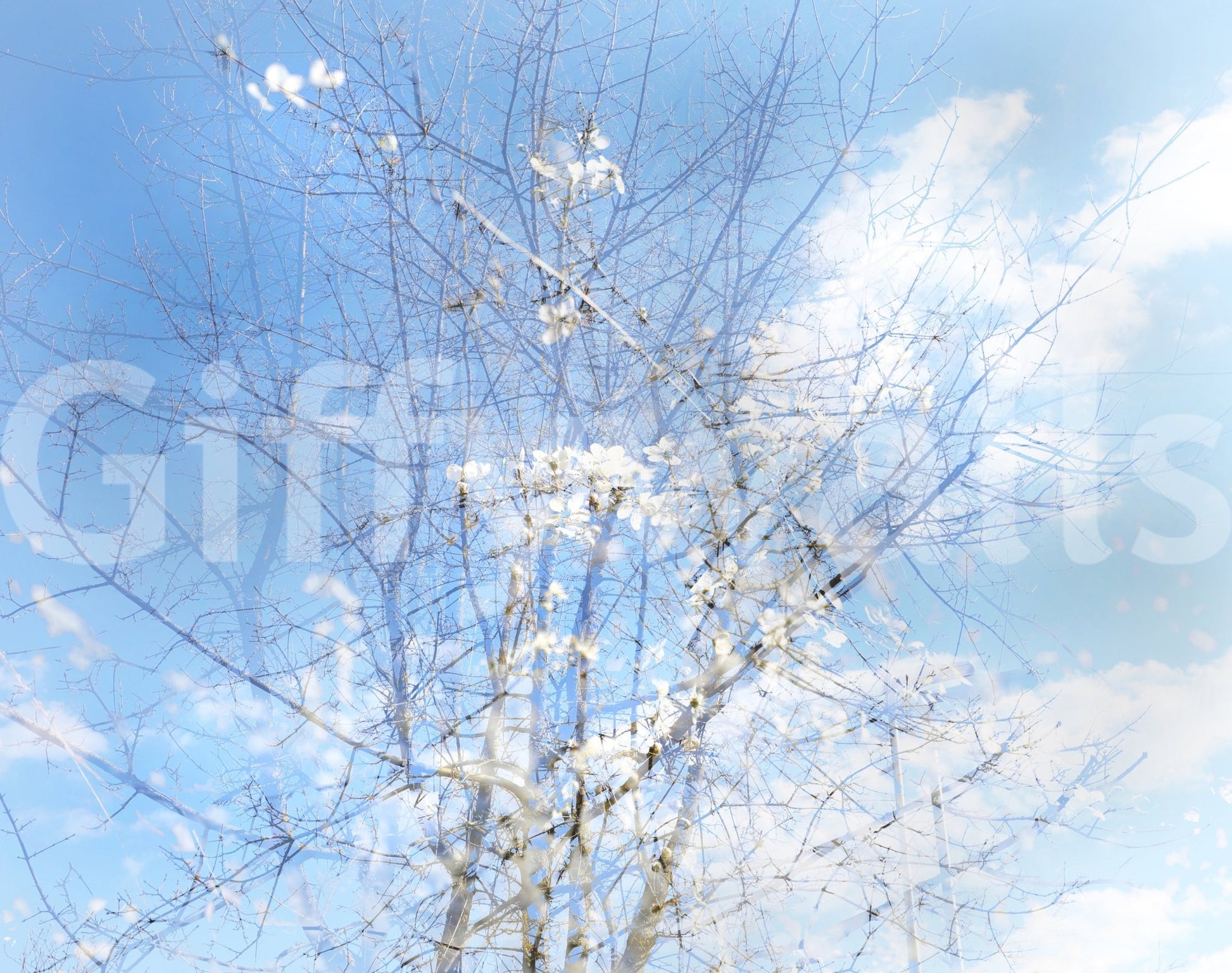 Captures the essence of delicate blooms and branches against a peaceful, dreamy sky.
