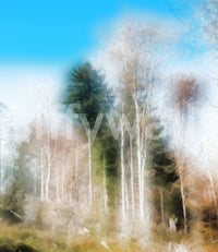 Ethereal Forest Landscape Photography | Tranquil Nature Art Print Wall Mural