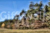Captures the essence of a mystical forest in gentle motion.
