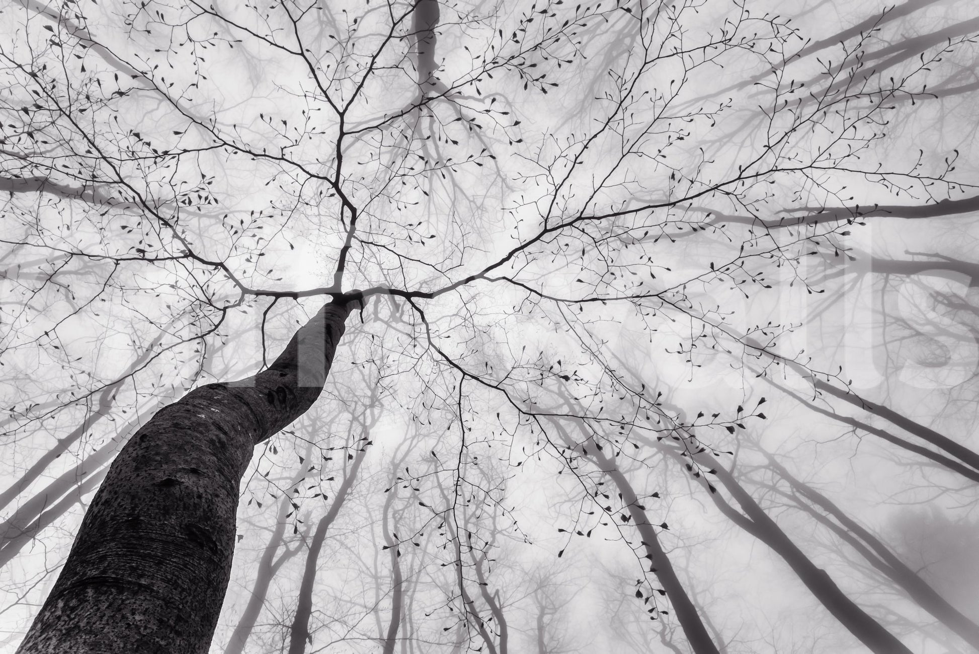 A high-quality minimalist tree wall mural for walls.

