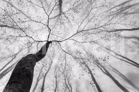 A high-quality minimalist tree wall mural for walls.

