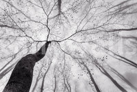 A high-quality minimalist tree wall mural for walls.

