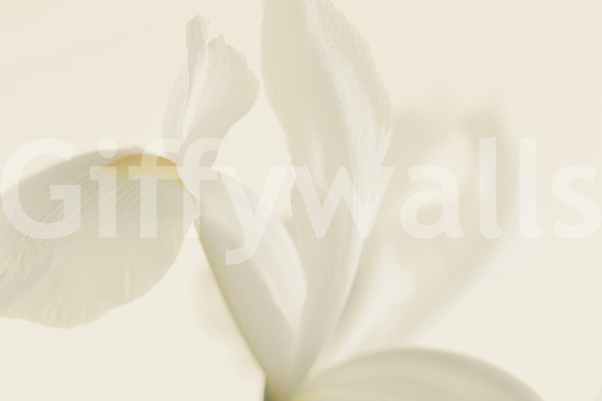 A high-quality serene flower wall mural for walls.