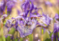 Captures the essence of delicate iris blooms in a gentle, dreamlike state.
