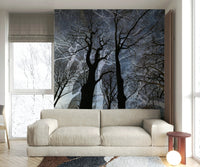 The color palette is composed primarily of dark tones (blacks, grays) for the trees and contrasting dark or muted hues for the sky., GD2686