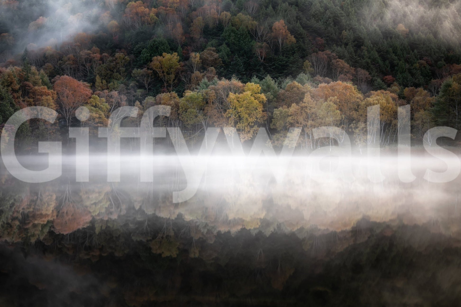 Vibrant foliage vista, Edge Woodland captivating backdrop image.