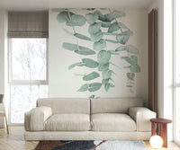 Delicate eucalyptus branches and leaves.

