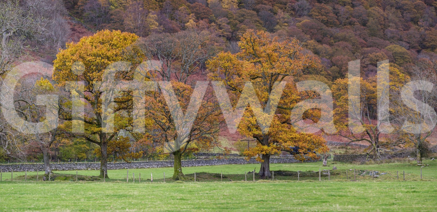 Seasonal home Fall Foliage Retreat Wall Mural decor print.