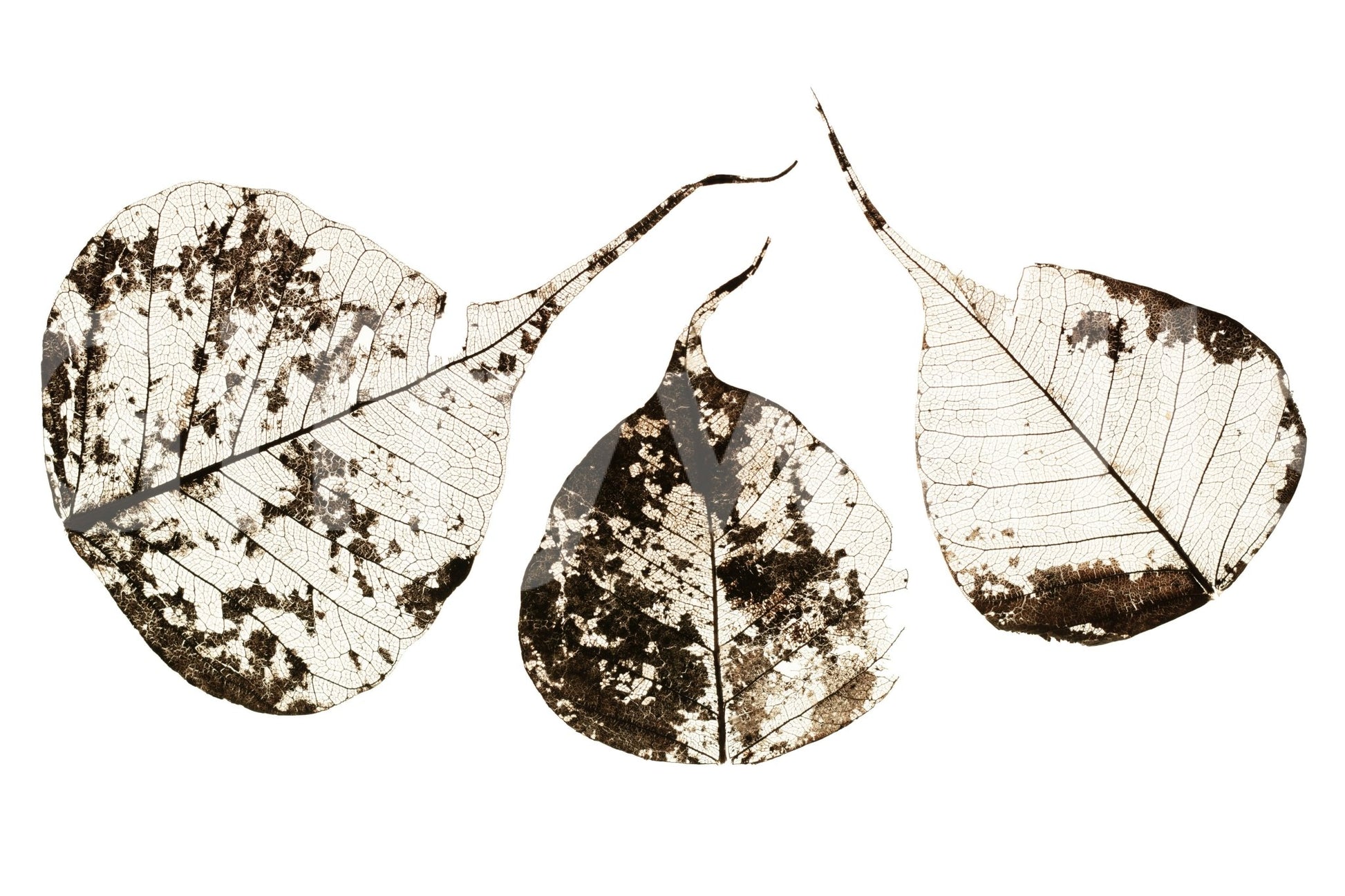 Bleached leaf bodies hold specks of brown in this Fallen Leaves #1 wall mural GD4789
