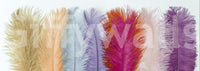 Feathers of Pastel Wall Mural