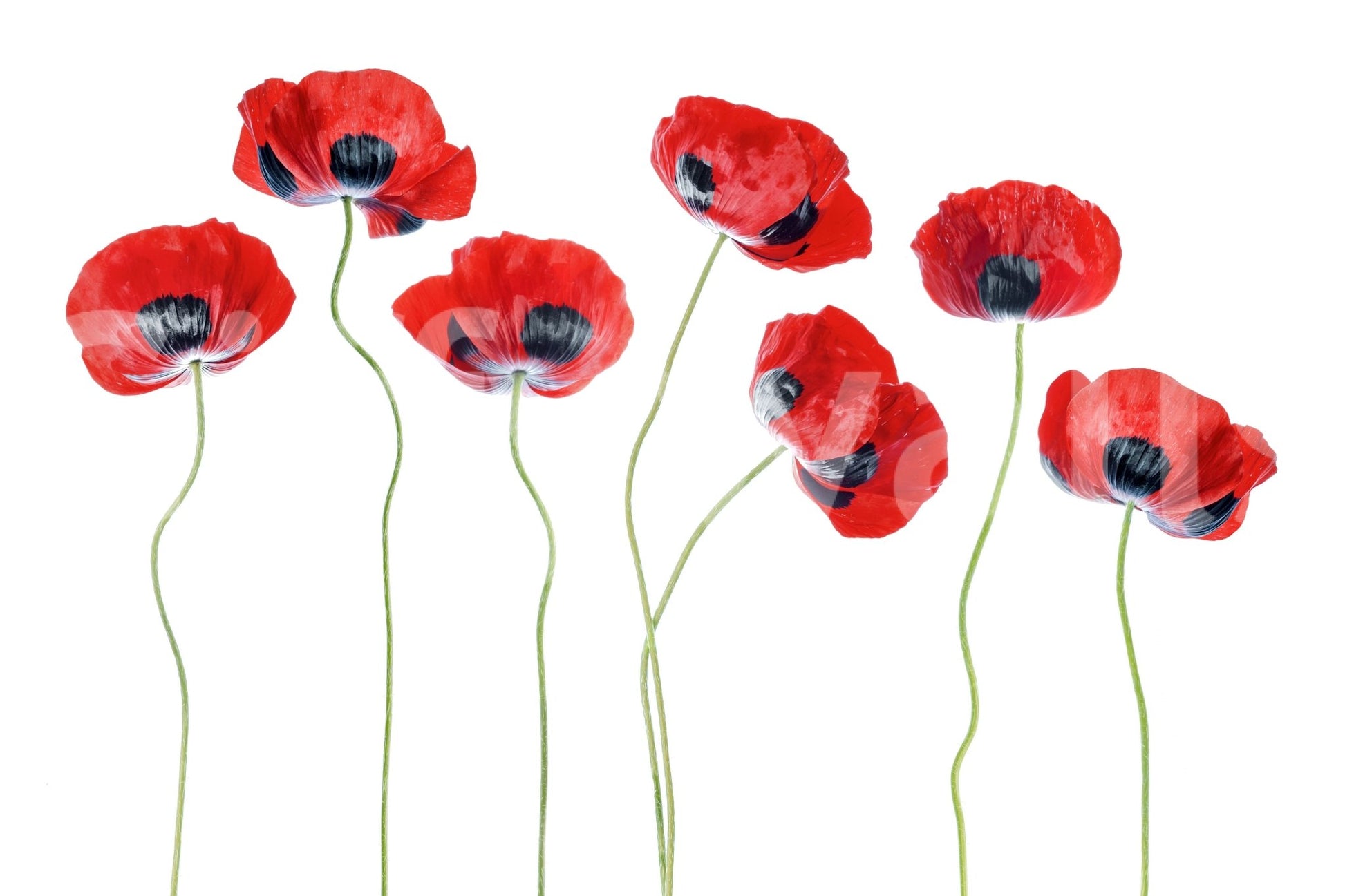 A high-quality serene flower wall mural for walls.