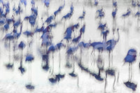 A high-quality serene flamingo wall mural for walls., GD5859