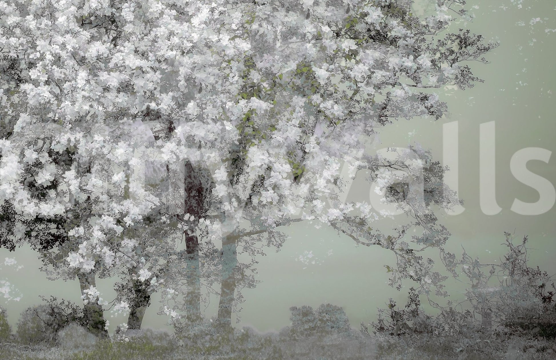 A high-quality serene flower wall mural for walls.