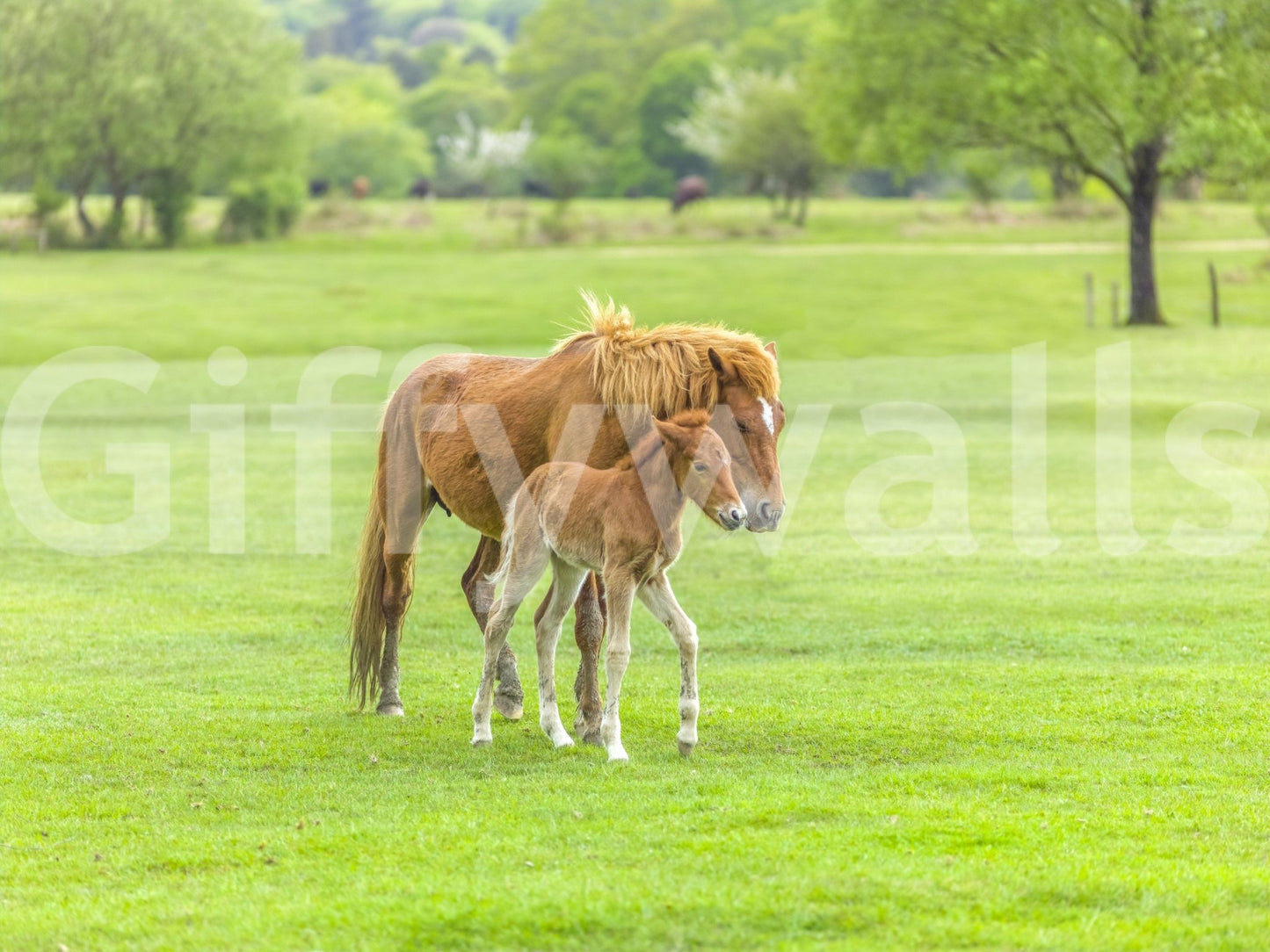 Nature inspired wall mural with a foal for a peaceful home interior.