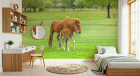 Foal's First Steps Wall Mural used as a hallway accent wallpaper.
