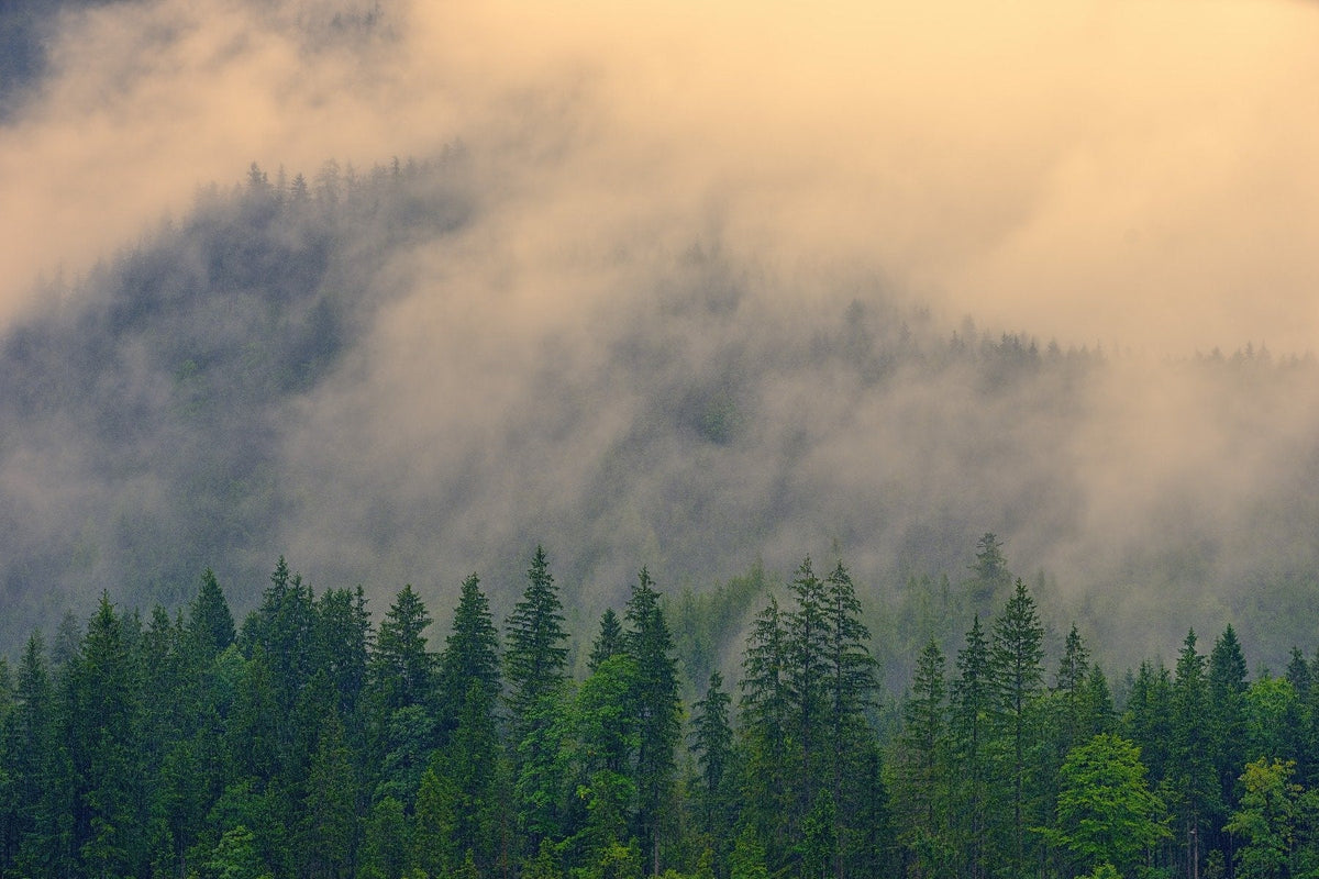 Foggy Pine Tree Wallpaper Mural in your room — zoomed