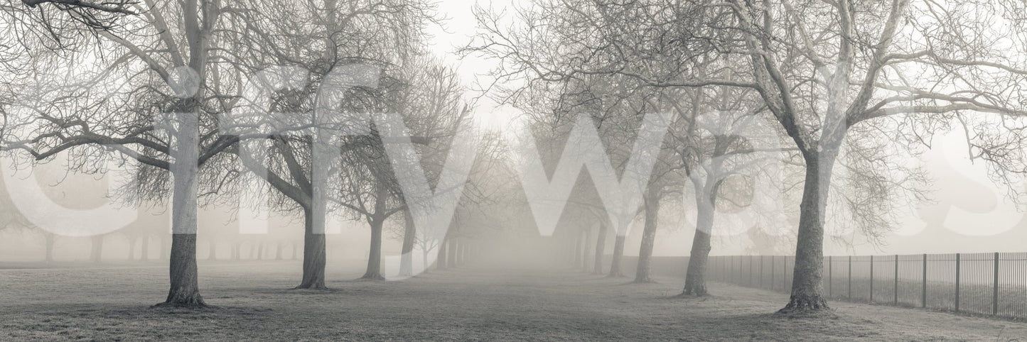 Foggy Forest Lane Wall Mural