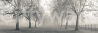 Foggy Forest Lane Wall Mural