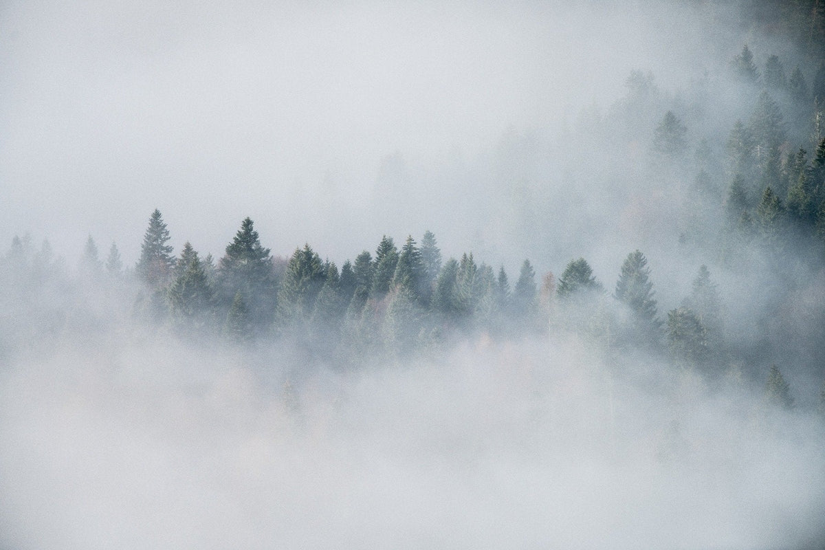 Dark Dense Foggy Pine Forest Wallpaper Murals