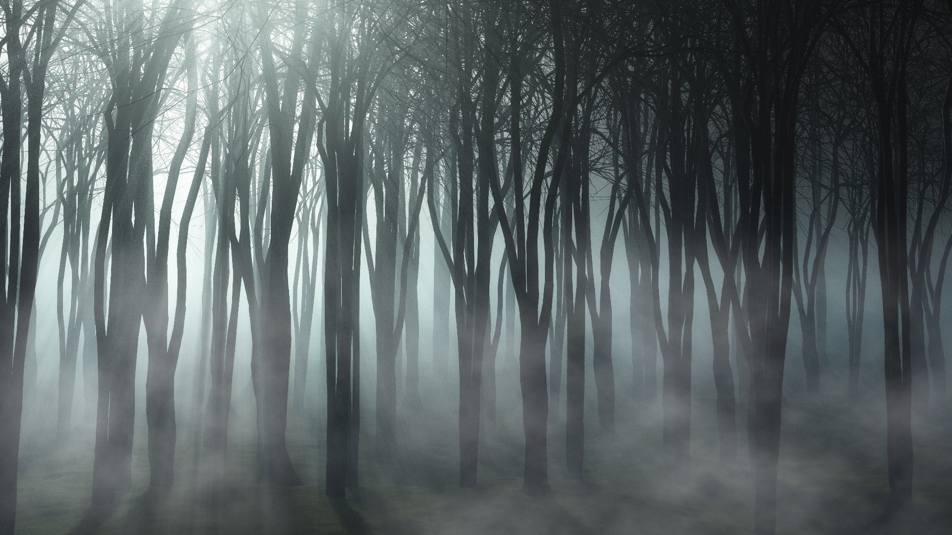Misty Forest Halloween Peel and Stick Wallpaper for Decor
