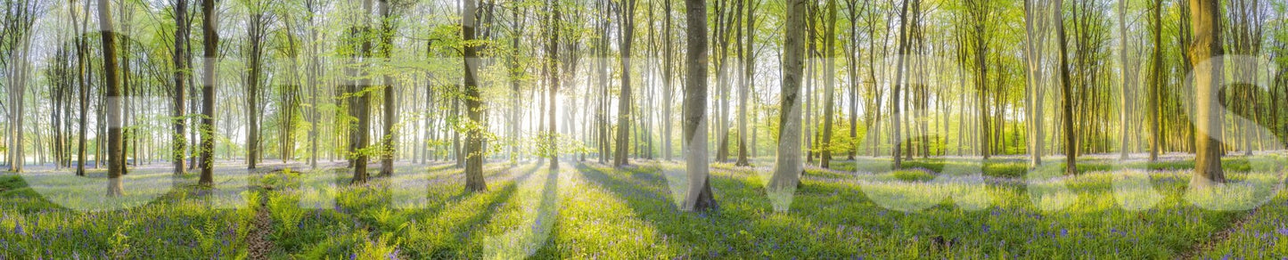Serene forest path mural wallpaper

