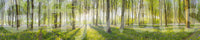 Serene forest path mural wallpaper

