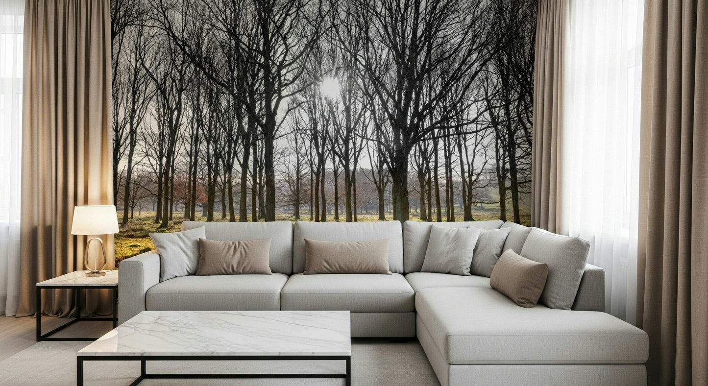 Sunlight through Forest Illumination Wall Mural bare trees.