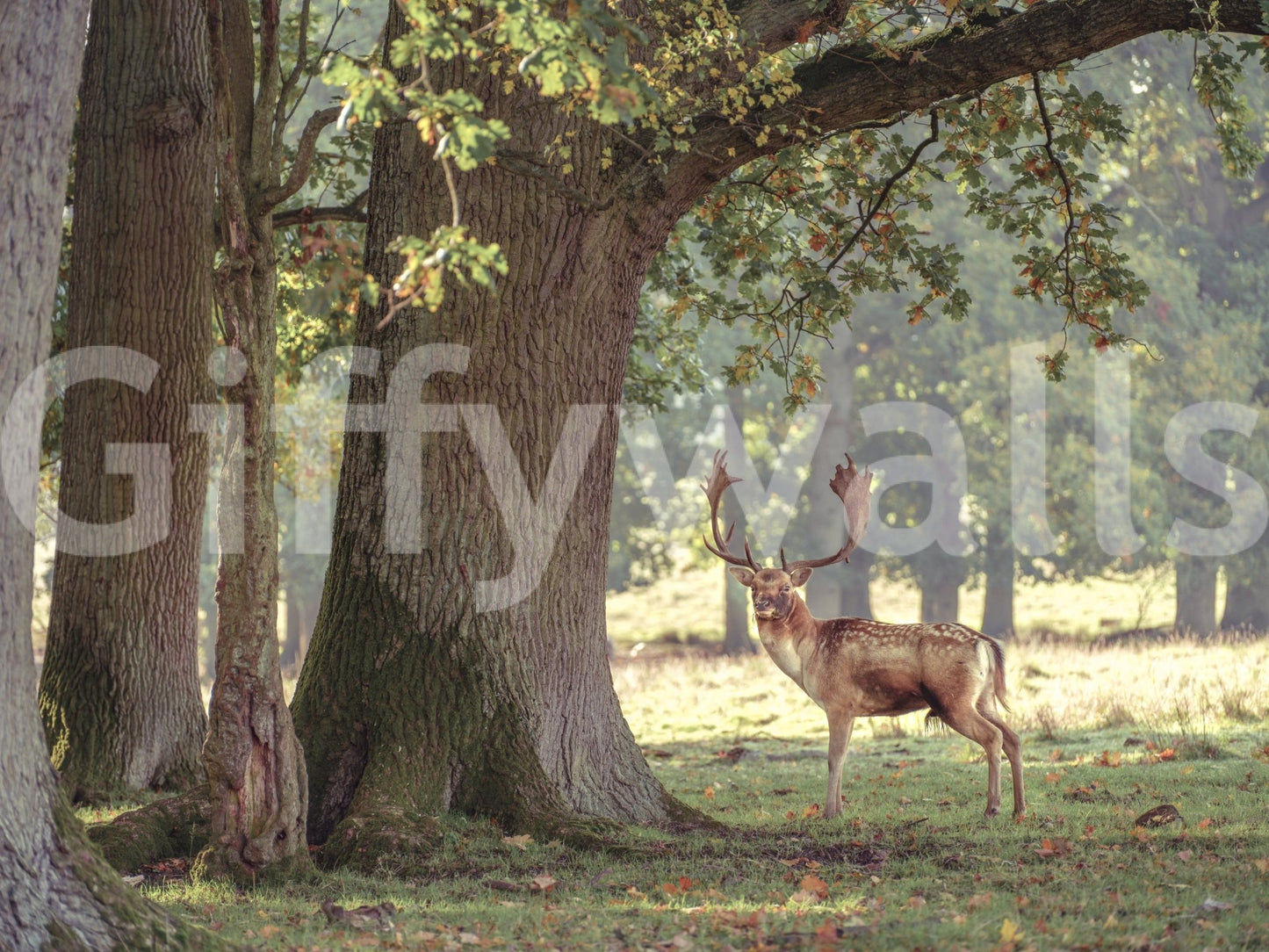 A high-quality forest landscape wall mural for walls., GD4628