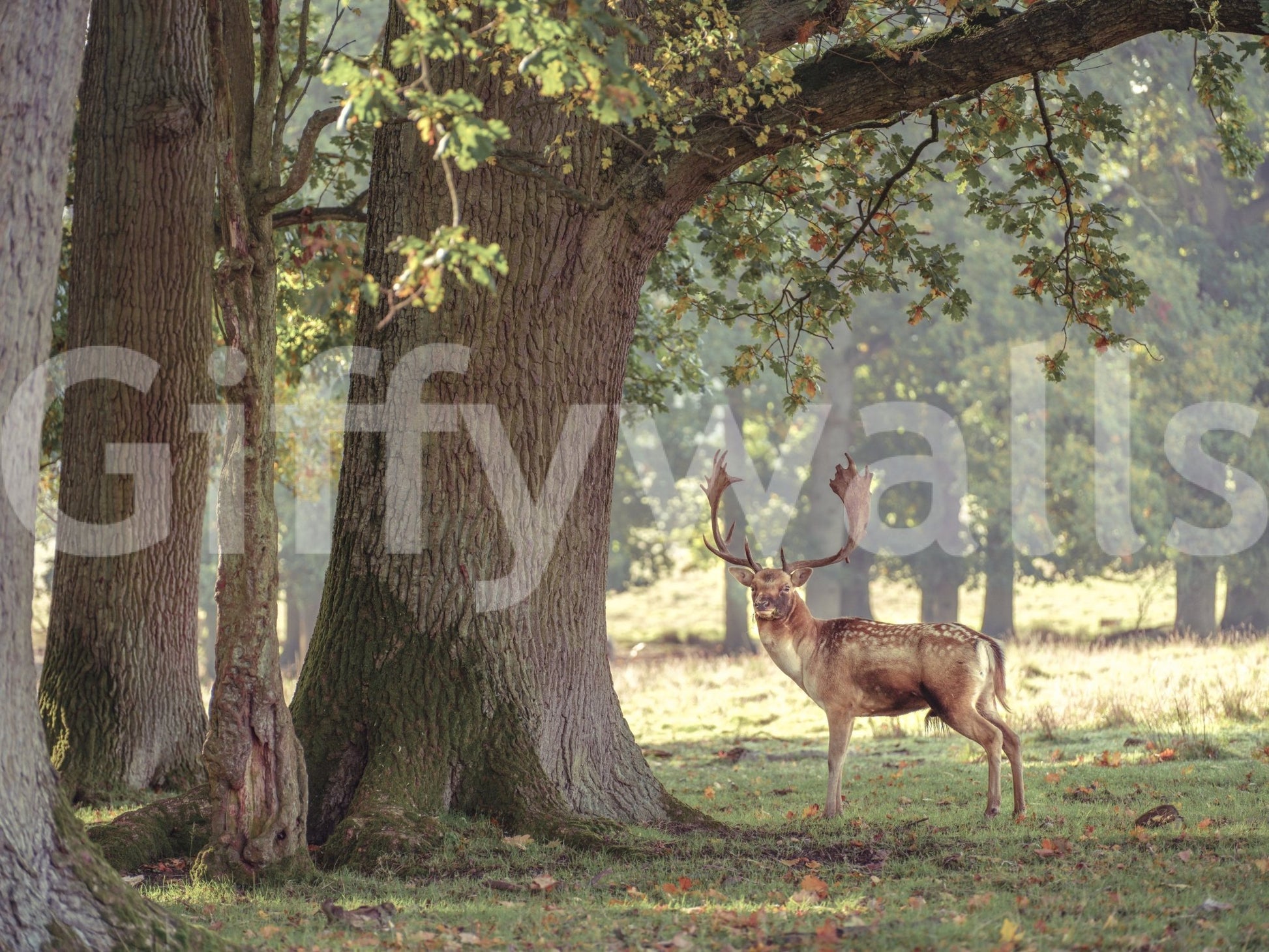 A high-quality forest landscape wall mural for walls., GD4628