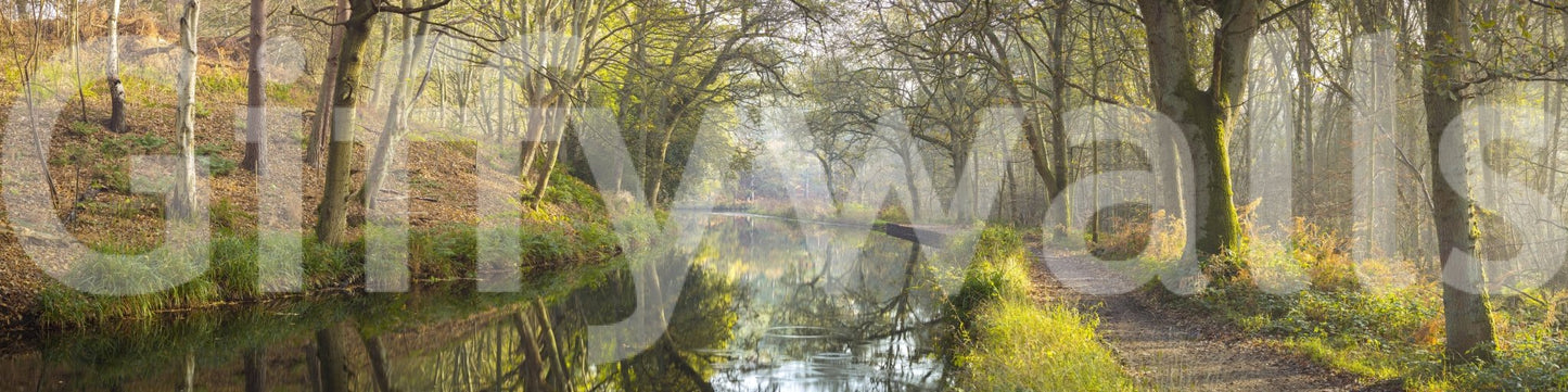 The image feels peaceful and restful, like a walk in the woods.