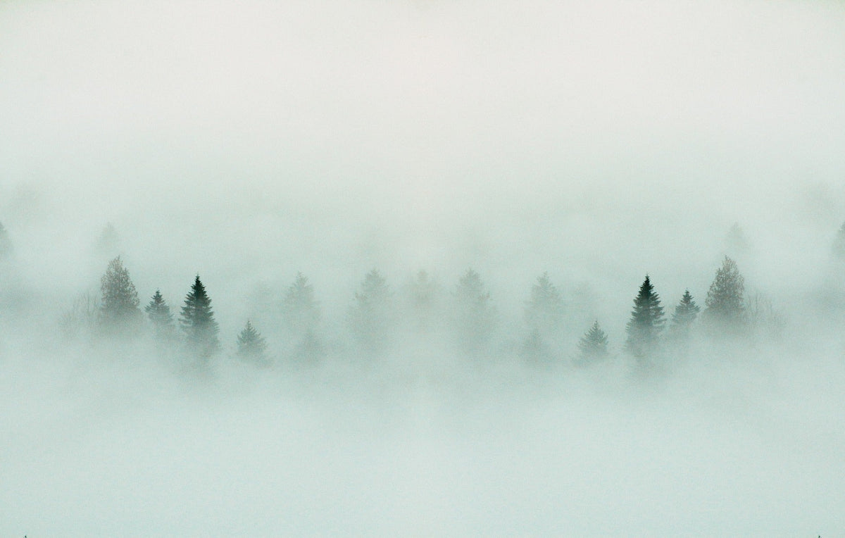 Dense Forest Fog Wallpaper Mural