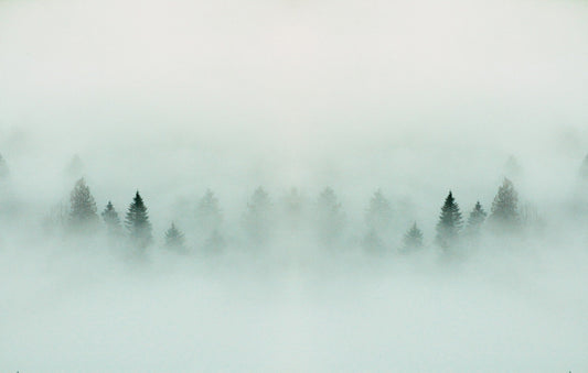 Dense Forest Fog Wallpaper Mural