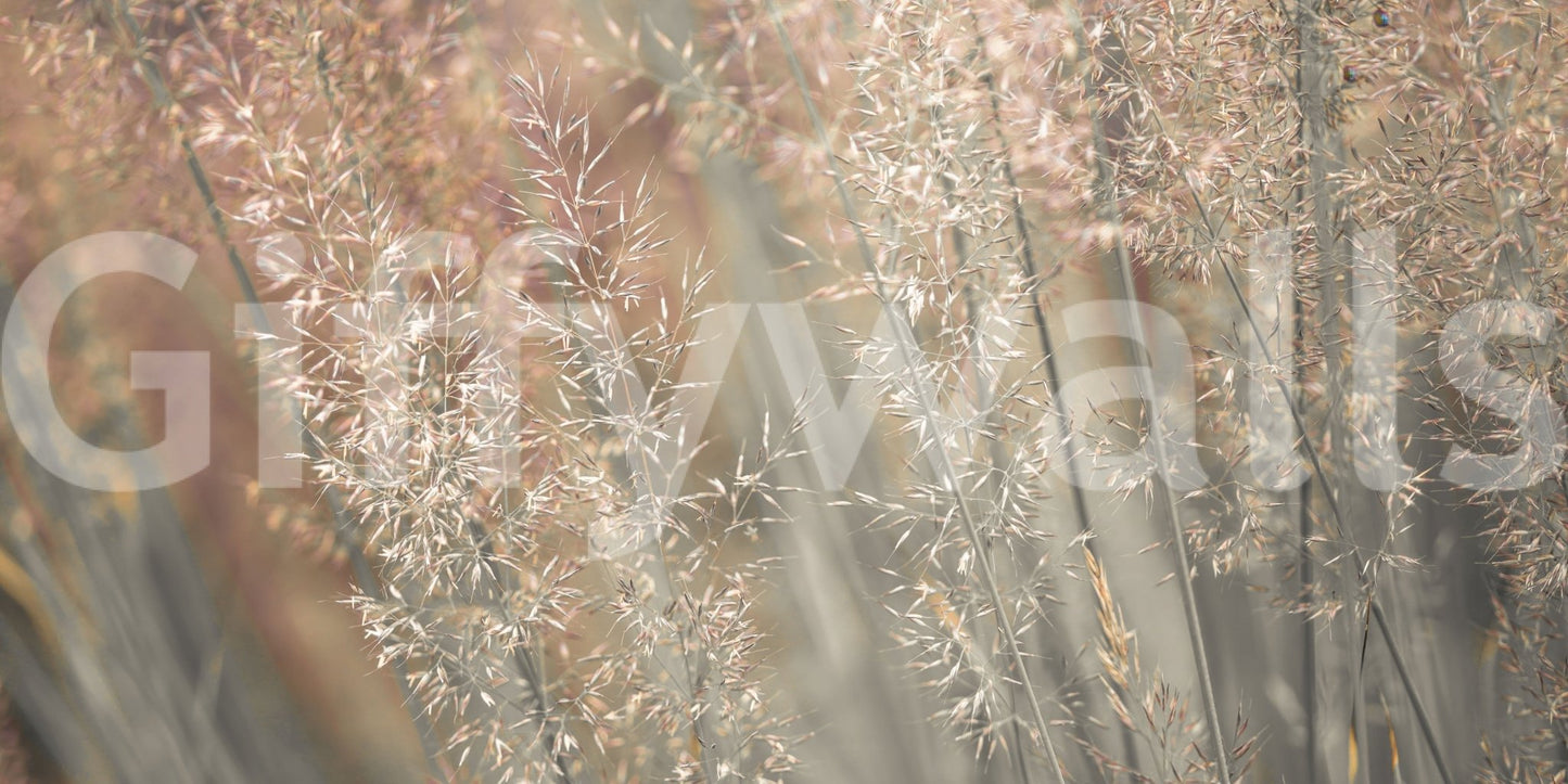 Warm light filtering through Fountain Grass wallpaper mural summer haze., GD6718