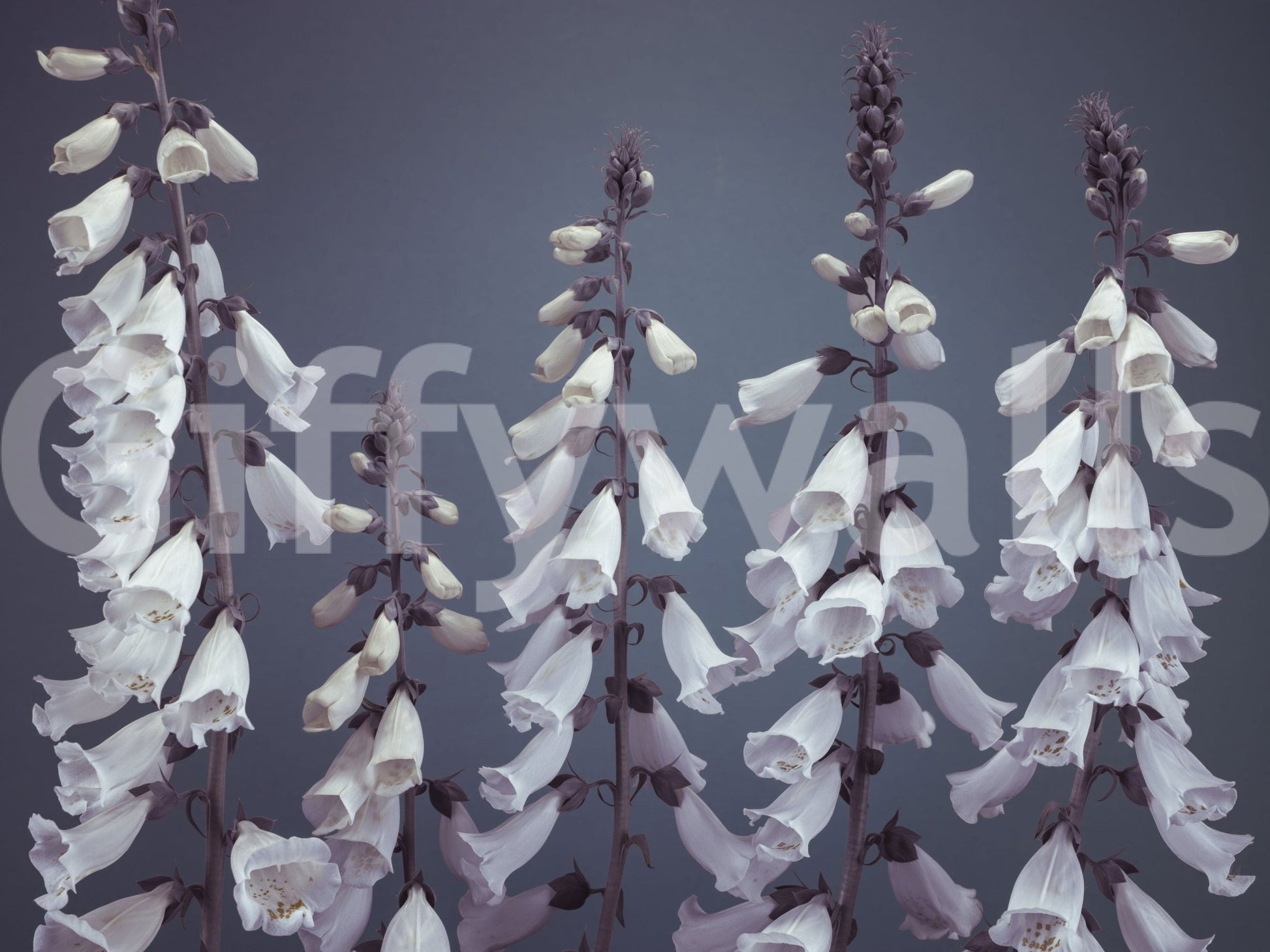 Elegant flower pattern Foxglove Fantasy, sophisticated floral wallcovering.