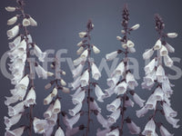 Elegant flower pattern Foxglove Fantasy, sophisticated floral wallcovering.