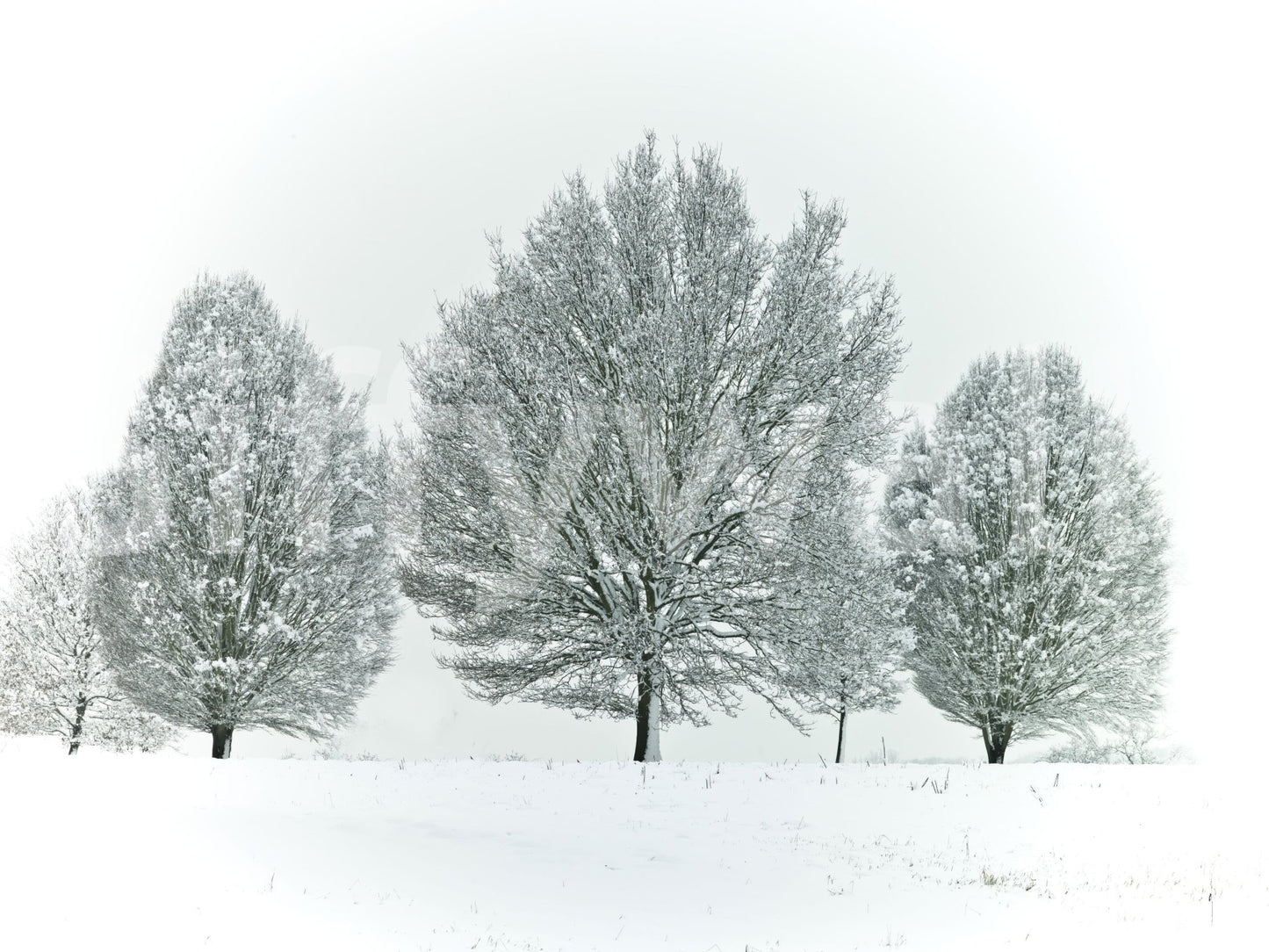 Snowy frosty trees mural for a chill winter look, GD1840
