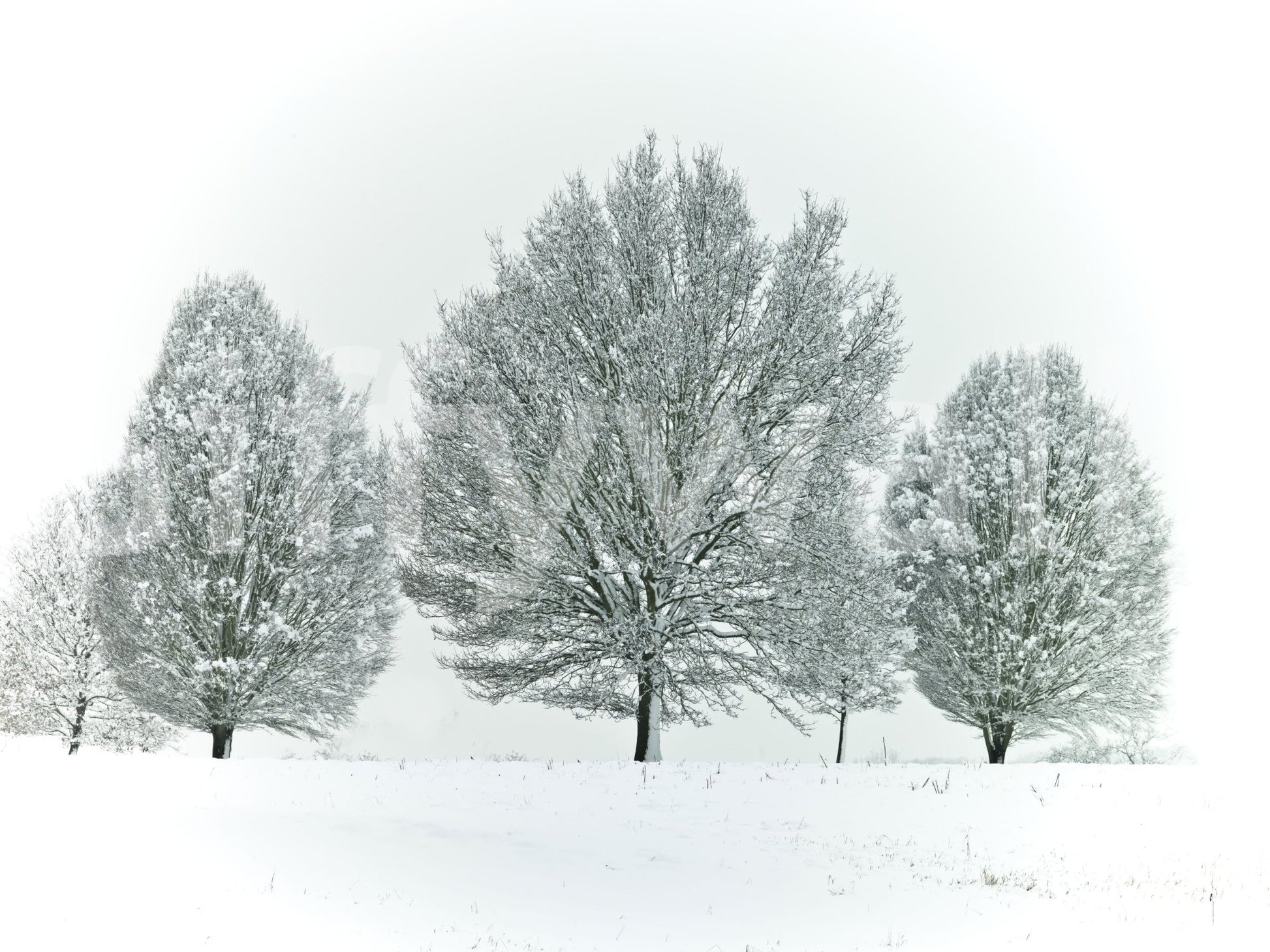 Snowy frosty trees mural for a chill winter look, GD1840