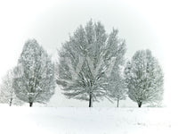 Snowy frosty trees mural for a chill winter look, GD1840