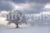 Dramatic winter mural named Frozen Woodland Solitaire, serene and calm.