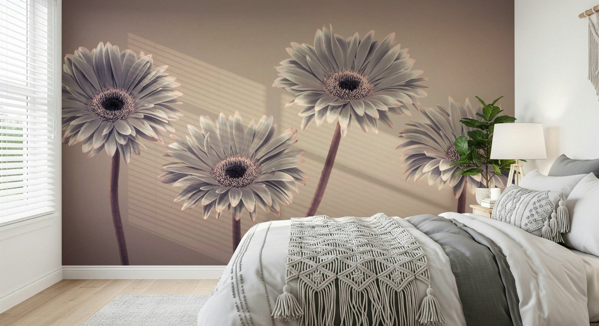 Soft gray petals Gerbera Calm Wall Mural, close-up floral wall mural.