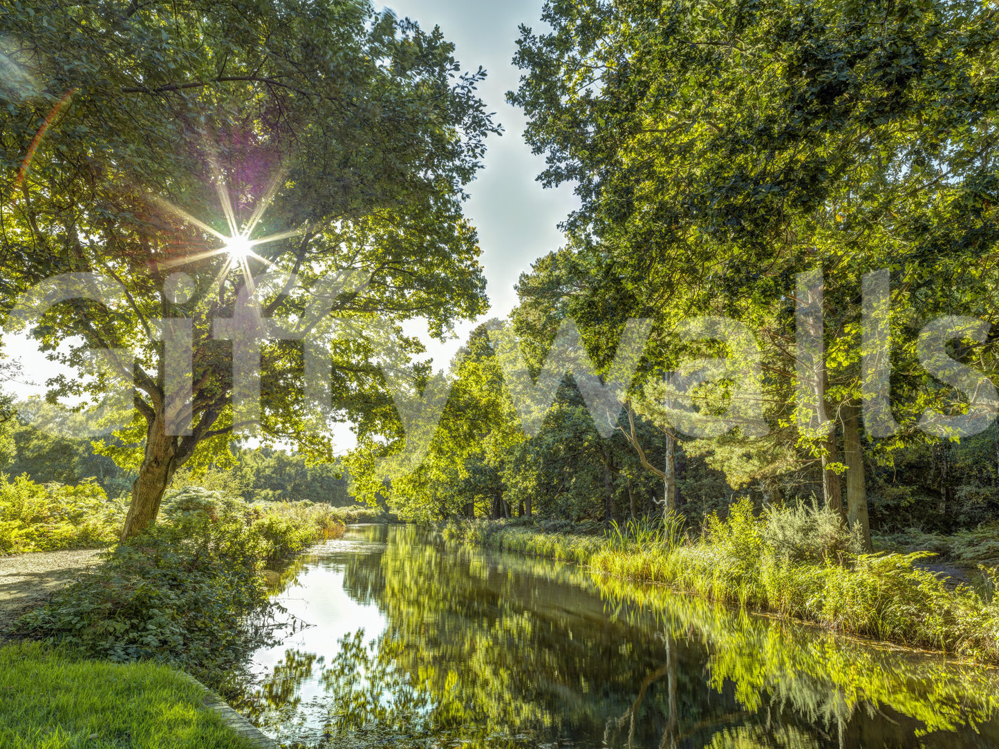 The image captures the beauty of a garden.

