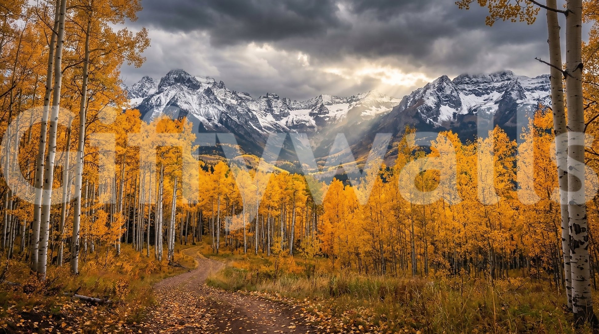 Aspen forest wall mural with rich fall color and soft landscape detail, GD9308