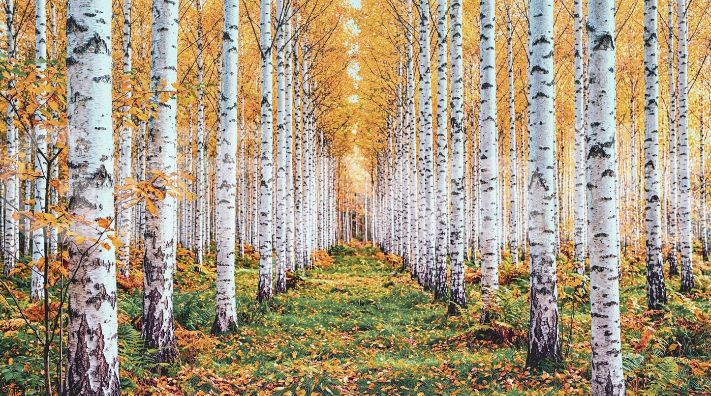 Golden Birch Forest Path Wall Mural