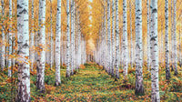 Golden Birch Forest Path Wall Mural