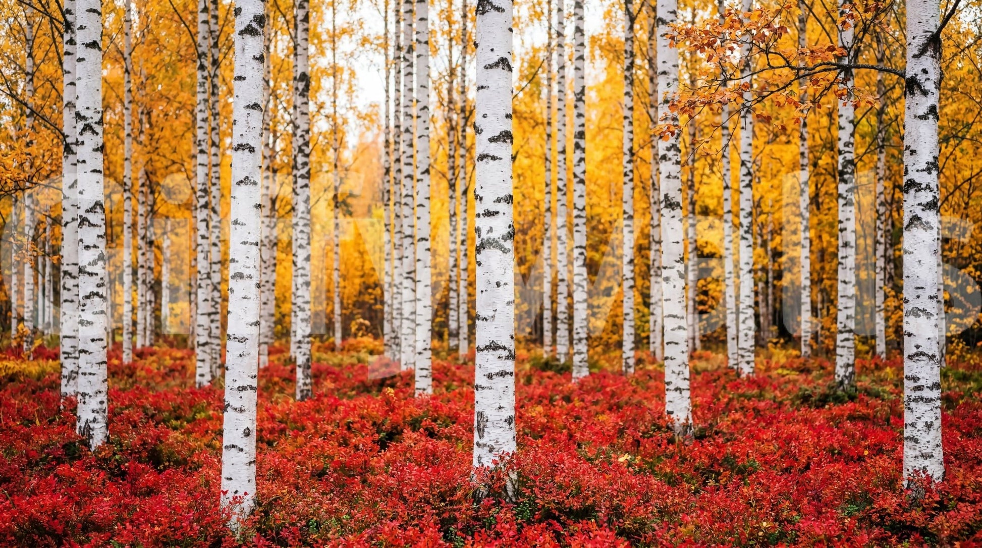 Scenic fall forest styling appears in Golden Canopy, Red Carpet wall mural