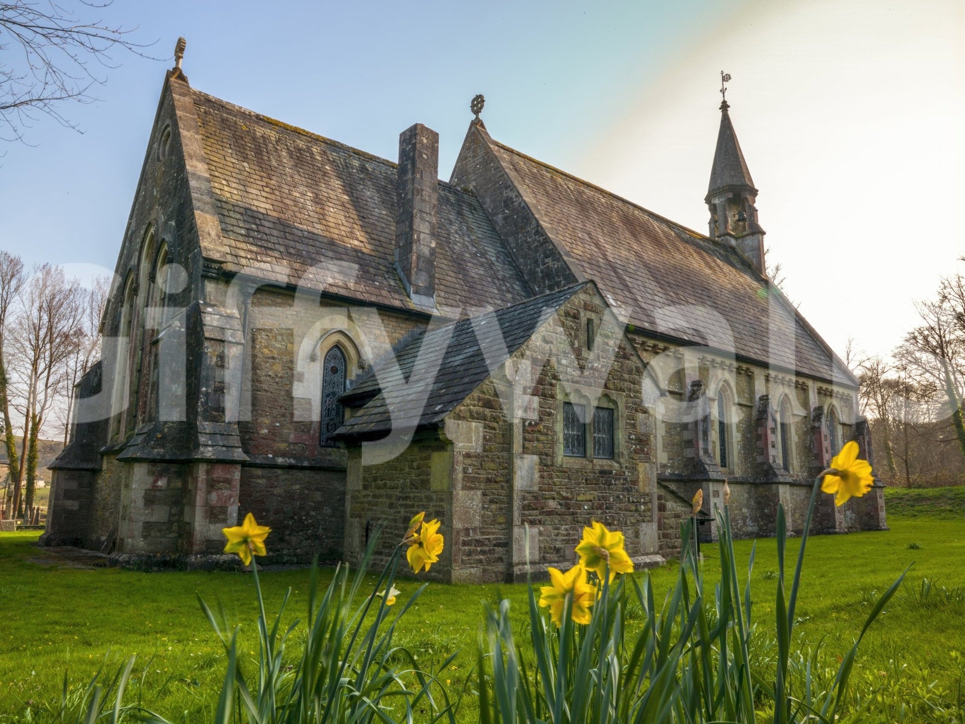 Old church grounds springtime floral Golden Daffodils wall covering.