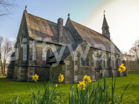 Old church grounds springtime floral Golden Daffodils wall covering.