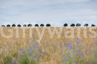 A high-quality rustic wall mural for walls.