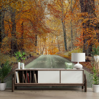 Sunlit forest trail wall mural, GD2027