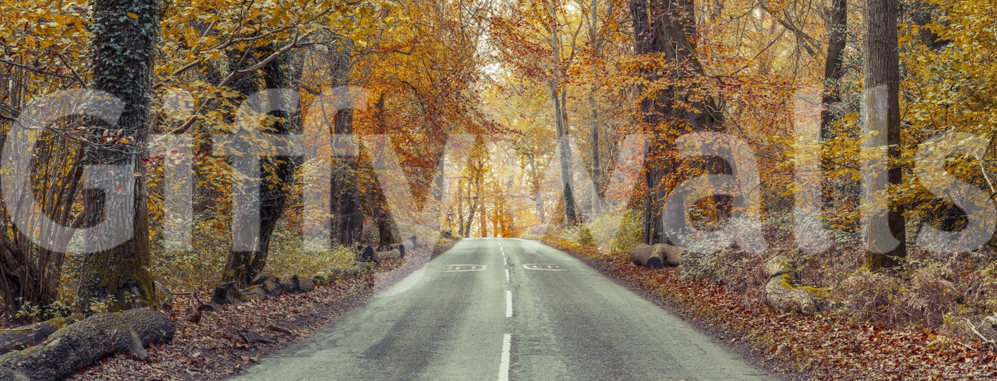 Golden-hued forest mural for interiors, GD2027